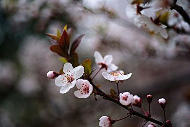 恋爱视觉小说《樱花魅魔5》将于4月5日发售 支持简体中文